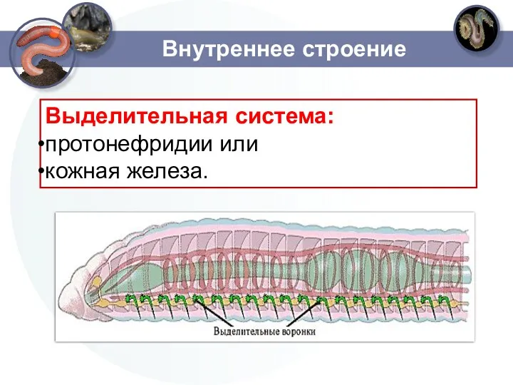 Внутреннее строение Выделительная система: протонефридии или кожная железа.