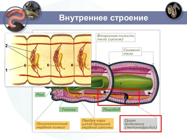 Внутреннее строение