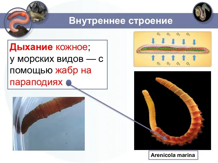 Внутреннее строение Дыхание кожное; у морских видов — с помощью жабр на параподиях Arenicola marina