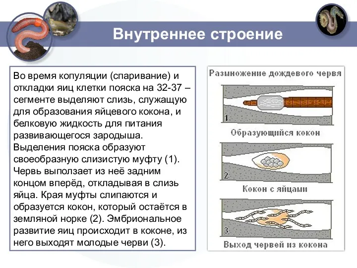 Внутреннее строение Во время копуляции (спаривание) и откладки яиц клетки