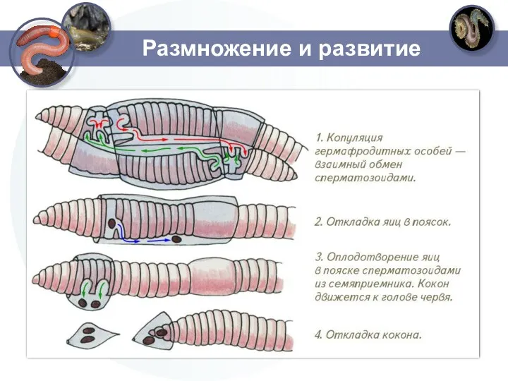 Размножение и развитие