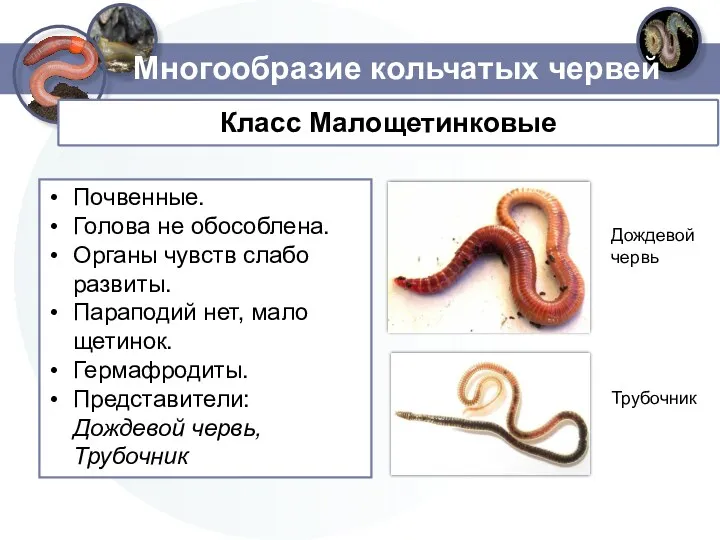 Многообразие кольчатых червей Почвенные. Голова не обособлена. Органы чувств слабо