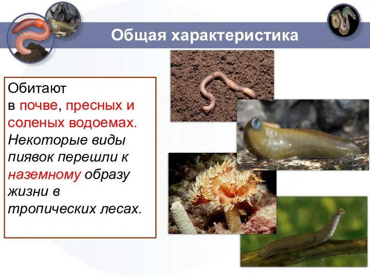 Общая характеристика Обитают в почве, пресных и соленых водоемах. Некоторые