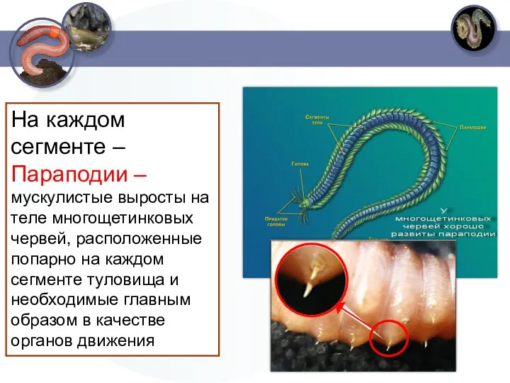 На каждом сегменте – Параподии – мускулистые выросты на теле