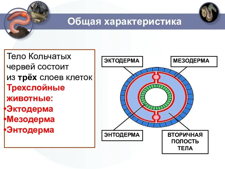 Общая характеристика Тело Кольчатых червей состоит из трёх слоев клеток Трехслойные животные: Эктодерма Мезодерма Энтодерма