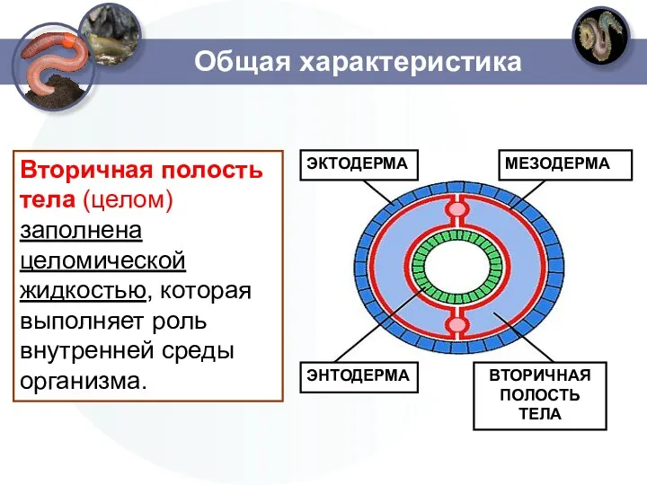 Общая характеристика Вторичная полость тела (целом) заполнена целомической жидкостью, которая выполняет роль внутренней среды организма.