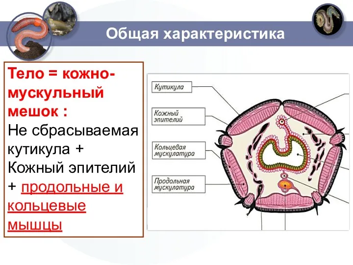 Общая характеристика Тело = кожно-мускульный мешок : Не сбрасываемая кутикула