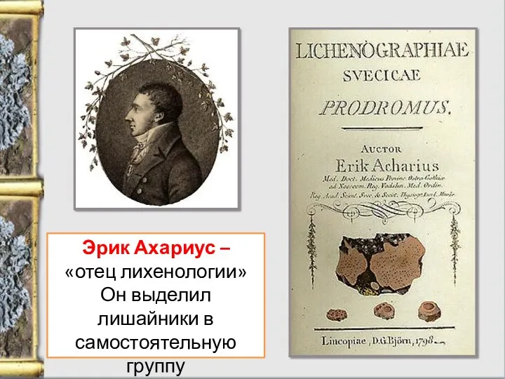 Эрик Ахариус – «отец лихенологии» Он выделил лишайники в самостоятельную группу