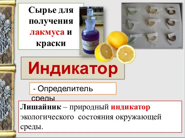 Индикатор - Определитель среды Лишайник – природный индикатор экологического состояния