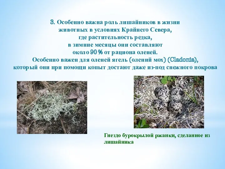 3. Особенно важна роль лишайников в жизни животных в условиях