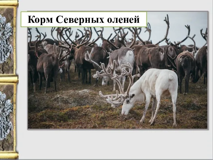 Корм Северных оленей