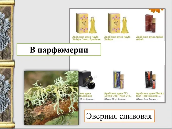 Эверния сливовая В парфюмерии