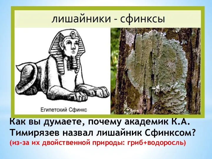 Как вы думаете, почему академик К.А. Тимирязев назвал лишайник Сфинксом? (из-за их двойственной природы: гриб+водоросль)