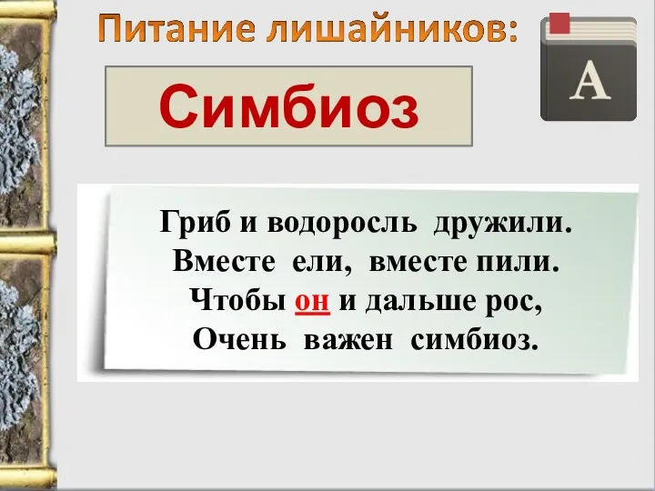 Симбиоз Гриб и водоросль дружили. Вместе ели, вместе пили. Чтобы