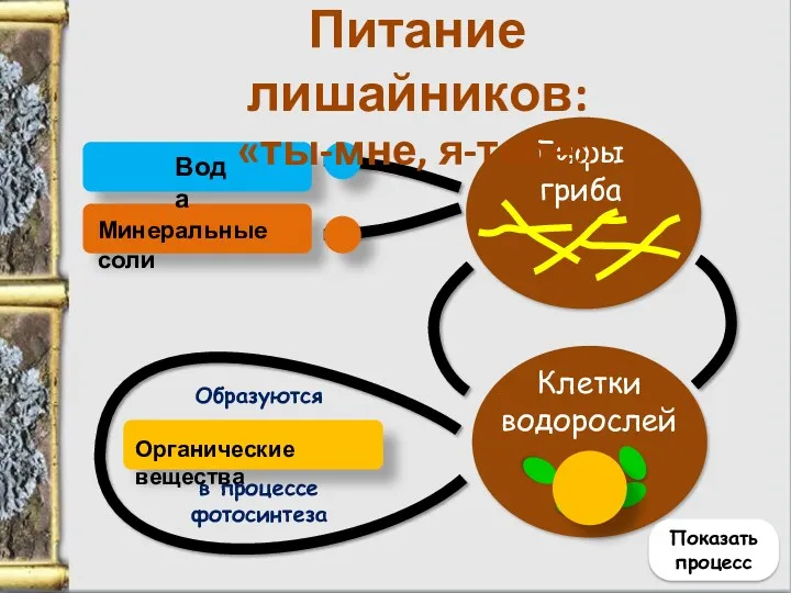 Клетки водорослей Гифы гриба Образуются Минеральные соли Органические вещества в