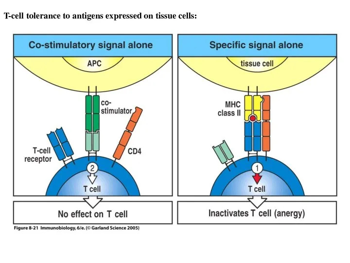 Figure 8-21 T-cell tolerance to antigens expressed on tissue cells: