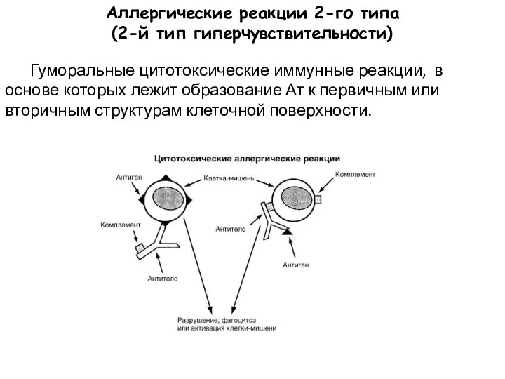Аллергические реакции 2-го типа (2-й тип гиперчувствительности) Гуморальные цитотоксические иммунные реакции, в основе