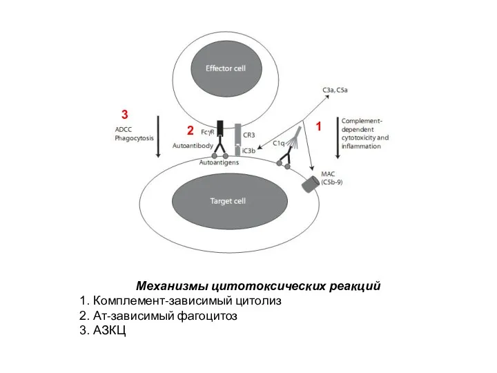 Механизмы цитотоксических реакций Комплемент-зависимый цитолиз Ат-зависимый фагоцитоз АЗКЦ 1 2 3