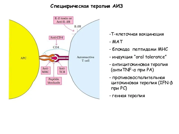 Специфическая терапия АИЗ Т-клеточная вакцинация МАТ блокада пептидами МНС индукция