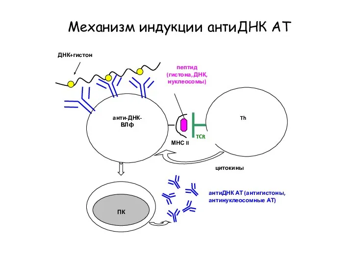 Механизм индукции антиДНК АТ
