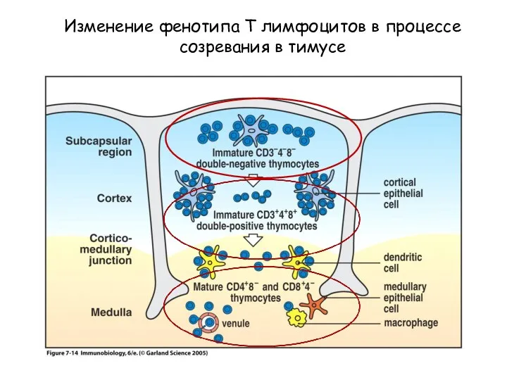 Figure 7-12 Изменение фенотипа Т лимфоцитов в процессе созревания в тимусе