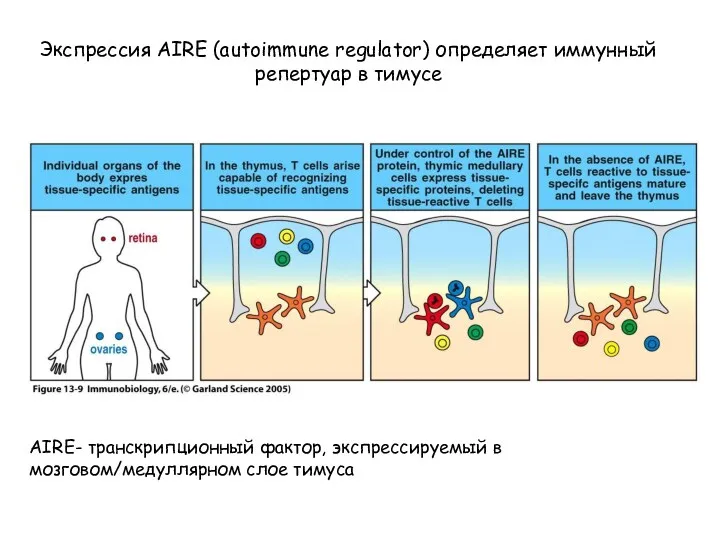 Figure 13-9 Экспрессия AIRE (autoimmune regulator) определяет иммунный репертуар в тимусе AIRE- транскрипционный