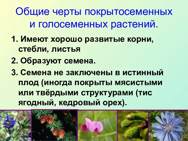 Общие черты покрытосеменных и голосеменных растений. 1. Имеют хорошо развитые