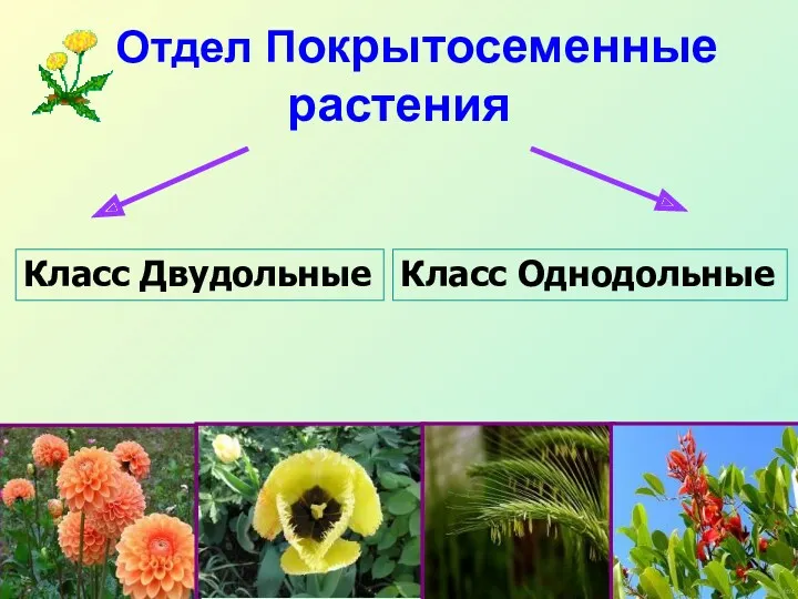 Класс Двудольные Класс Однодольные Отдел Покрытосеменные растения