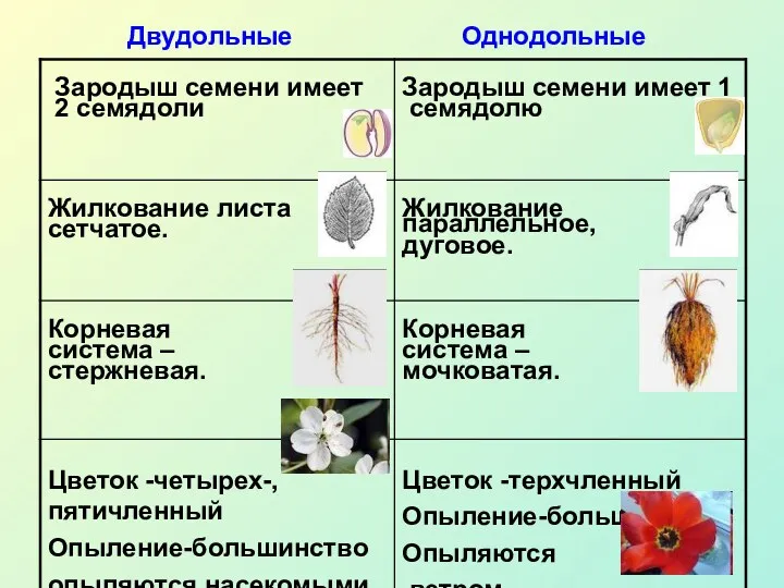 Двудольные Однодольные