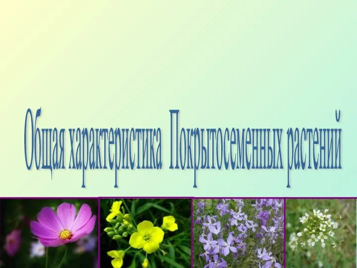 Общая характеристика Покрытосеменных растений
