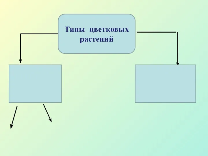 Типы цветковых растений