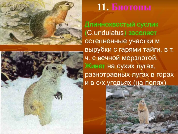 11. Биотопы Длиннохвостый суслик (C.undulatus) заселяет остепненные участки м вырубки