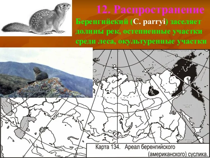 12. Распространение Беренгийский (C. parryi) заселяет долины рек, остепненные участки среди леса, окультуренные участки