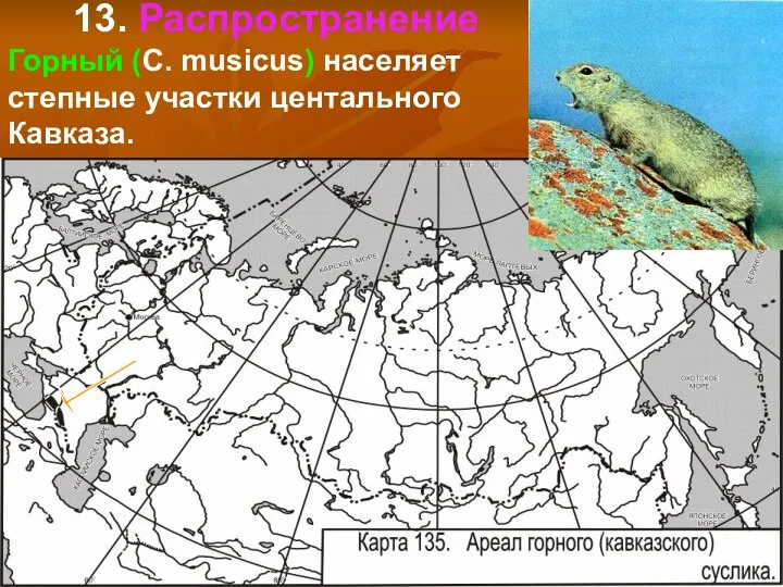 13. Распространение Горный (С. musicus) населяет степные участки центального Кавказа.