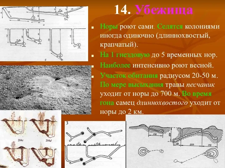 14. Убежища Норы роют сами. Селятся колониями иногда одиночно (длиннохвостый,