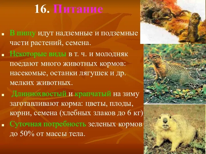 16. Питание В пищу идут надземные и подземные части растений,