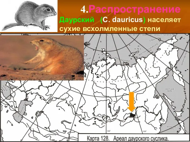 4.Распространение Даурский (C. dauricus) населяет сухие всхолмленные степи