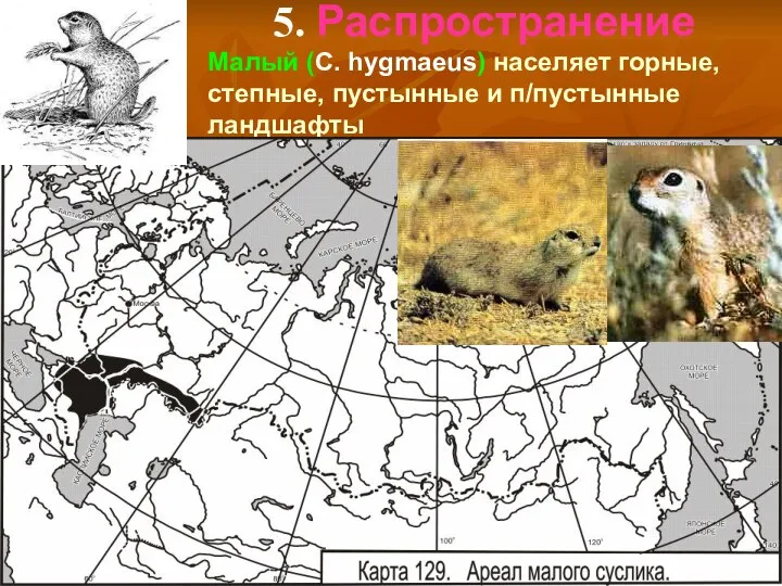 5. Распространение Малый (C. hygmaeus) населяет горные, степные, пустынные и п/пустынные ландшафты