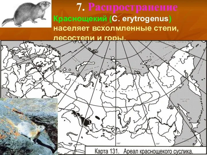 7. Распространение Краснощекий (C. erytrogenus) населяет всхолмленные степи, лесостепи и горы.