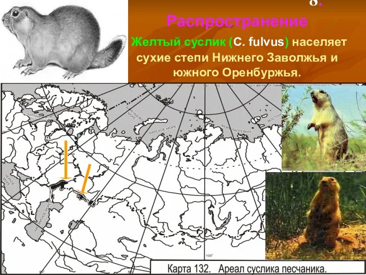 8.Распространение Желтый суслик (C. fulvus) населяет сухие степи Нижнего Заволжья и южного Оренбуржья.