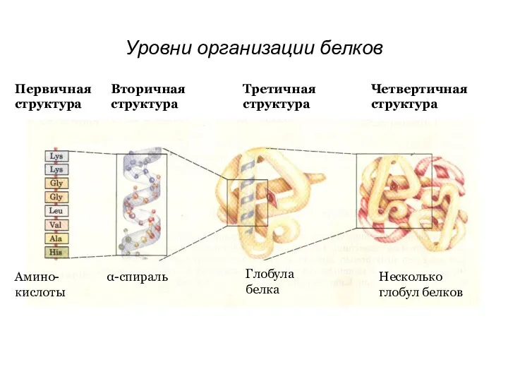 Первичная структура Вторичная структура Амино- кислоты α-спираль Третичная структура Четвертичная