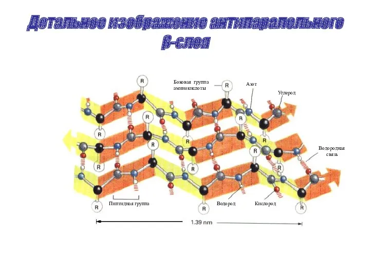 Детальное изображение антипаралельного β-слоя Боковая группа аминокислоты Азот Углерод Водородная связь Пиптидная группа Водород Кислород