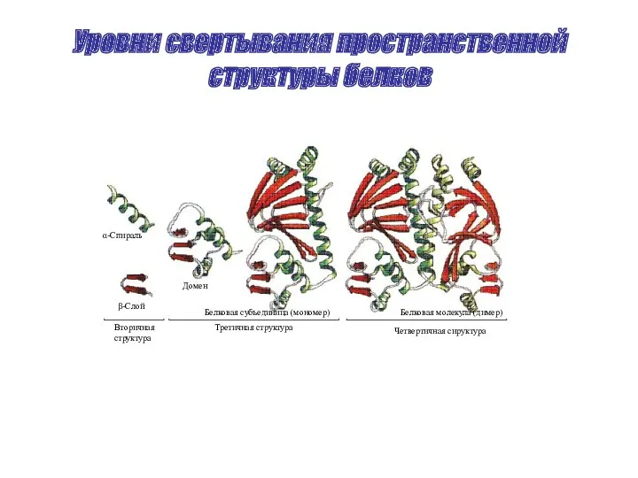 Уровни свертывания пространственной структуры белков Вторичная структура Третичная структура Четвертичная