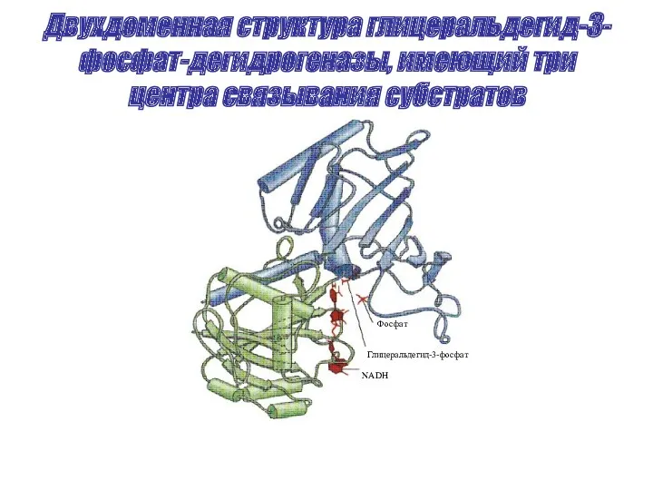 Двухдоменная структура глицеральдегид-3-фосфат-дегидрогеназы, имеющий три центра связывания субстратов Фосфат Глицеральдегид-3-фосфат NADH