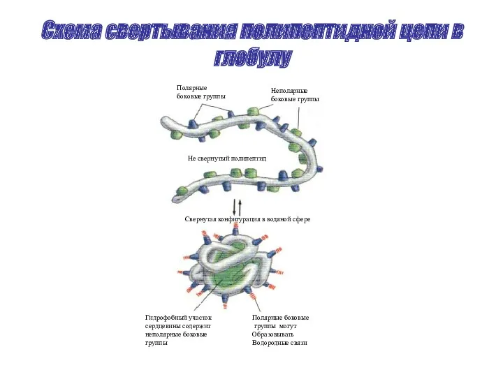 Схема свертывания полипептидной цепи в глобулу Полярные боковые группы Неполярные