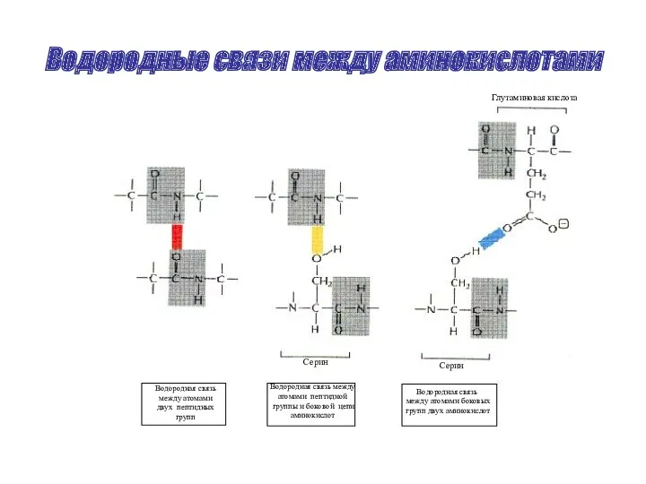 Водородные связи между аминокислотами Глутаминовая кислота Серин Серин Водородная связь