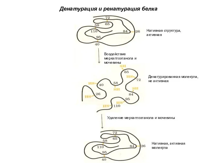 Воздействие меркаптоэтанола и мочевины Нативная структура, активная Денатурированная молекула, не