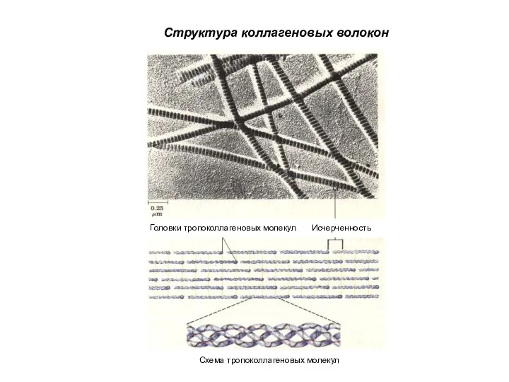 Исчерченность Головки тропоколлагеновых молекул Схема тропоколлагеновых молекул Структура коллагеновых волокон