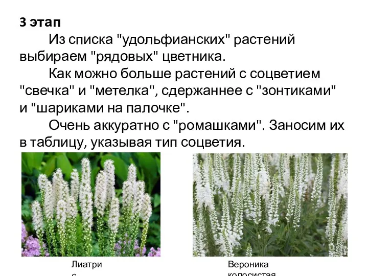 3 этап Из списка "удольфианских" растений выбираем "рядовых" цветника. Как