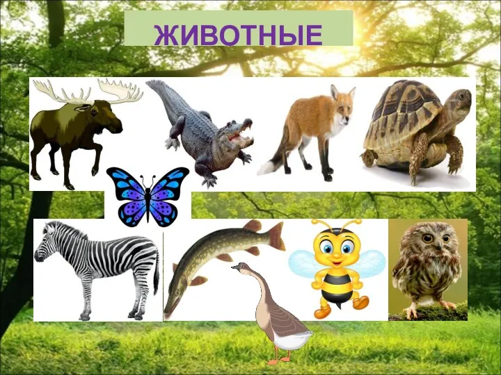 ЖИВОТНЫЕ